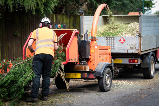 Best Tree Trimming and Pruning  in West Branch, IA