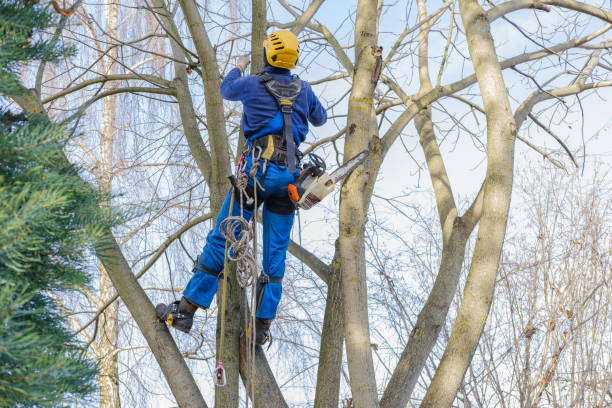Best Tree Disease Treatment  in West Branch, IA