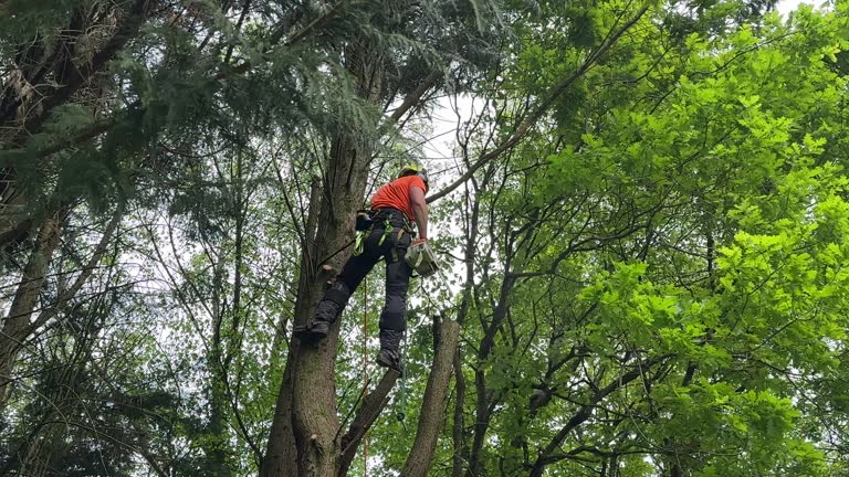 Best Tree Removal  in West Branch, IA
